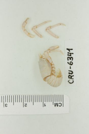 Media type: image;   Invertebrate Zoology CRU-6341 Description: Preserved specimen.;